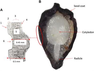 Seed Structural Variability and Germination Capacity in Passiflora edulis Sims f. edulis